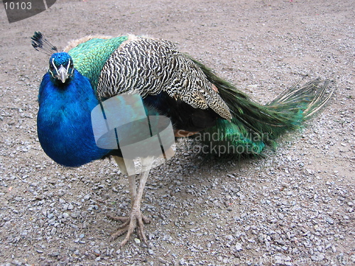 Image of A proud peacock