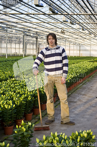 Image of Cleaning a glasshouse