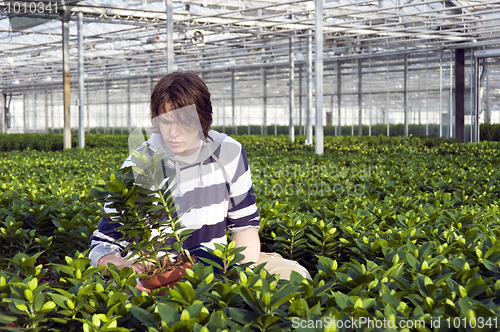 Image of Examining potted plants