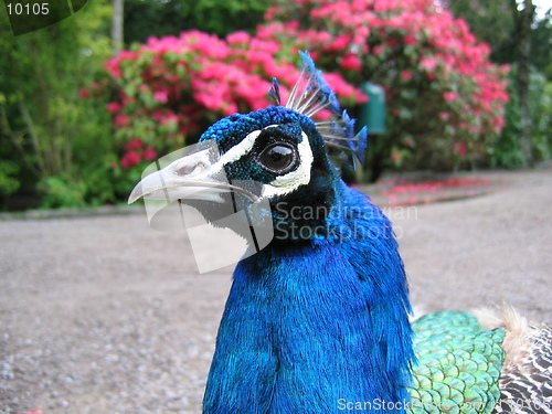 Image of Male peacock head