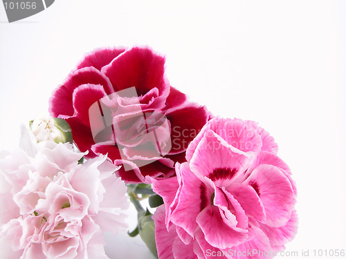 Image of colorful carnations