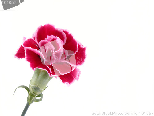 Image of carnation