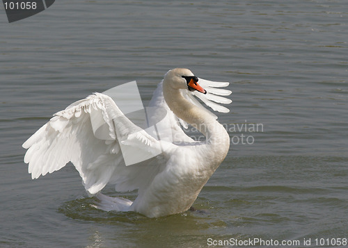 Image of Swan