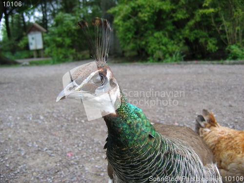 Image of Female peacock