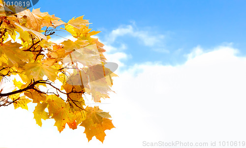 Image of Colorful autumn leaves with blue sky and white clouds for background