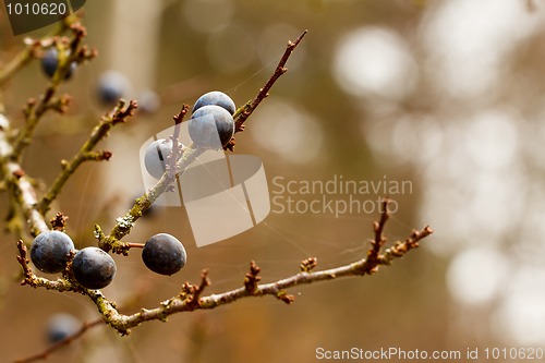 Image of Autumn background with blackthorn with very shallow focus 