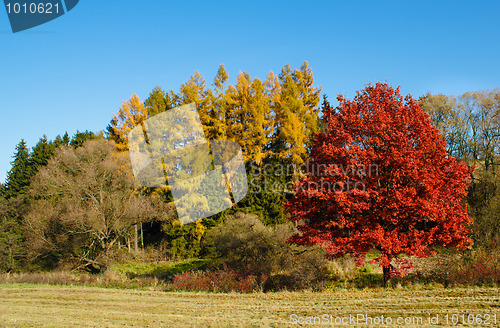 Image of Autumn lanscape colour trees and meadow