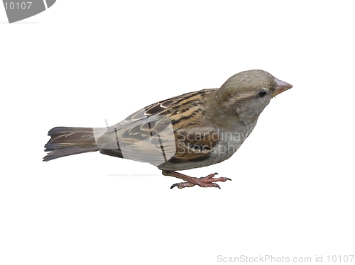 Image of Isolated sparrow