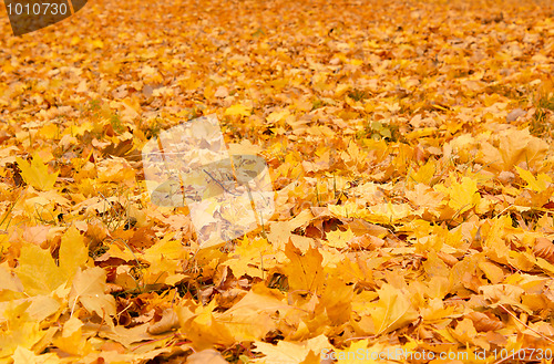 Image of Fall orange autumn leaves on ground 