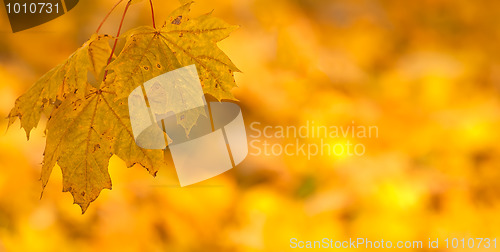 Image of Orange autumn leaves background with very shallow focus 
