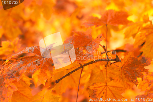 Image of Orange autumn leaves background with very shallow focus 