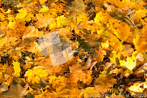 Image of Fall orange autumn leaves on ground
