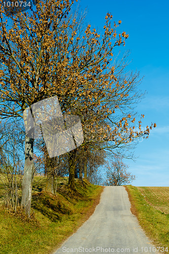Image of Road in the autumn with yellow trees