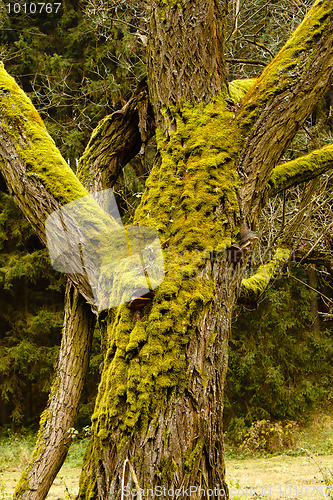 Image of Bright Green Moss (bryophytes) on tree trunks