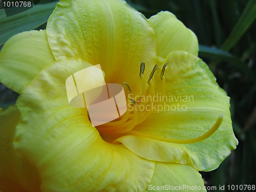 Image of Yellow Flower