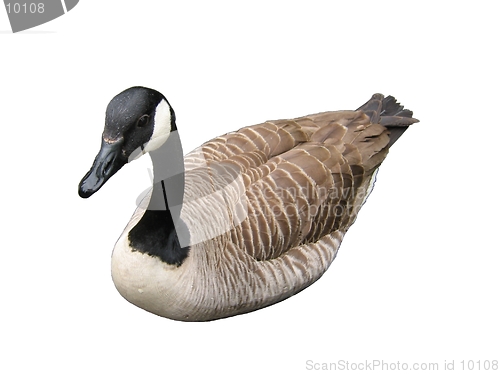 Image of An isolated goose