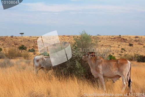 Image of Landscape in Namibia