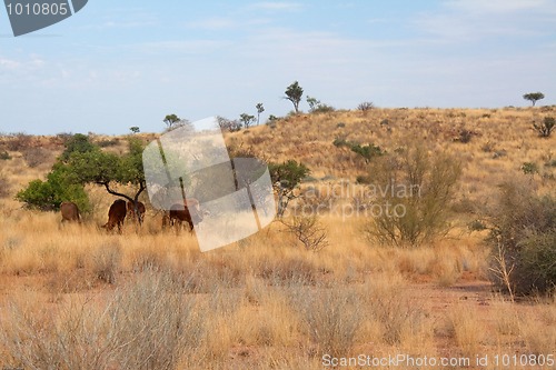 Image of Landscape in Namibia