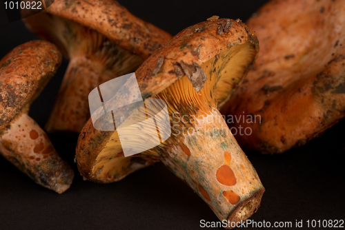 Image of Red pine mushroom
