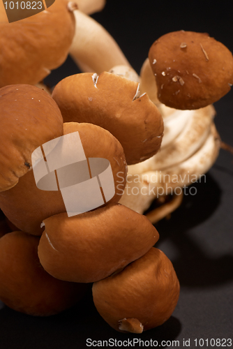 Image of Black poplar mushroom