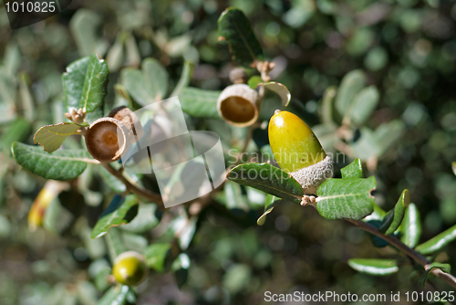 Image of Acorn