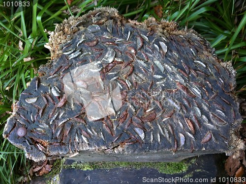 Image of tree stump with coins wedged in it