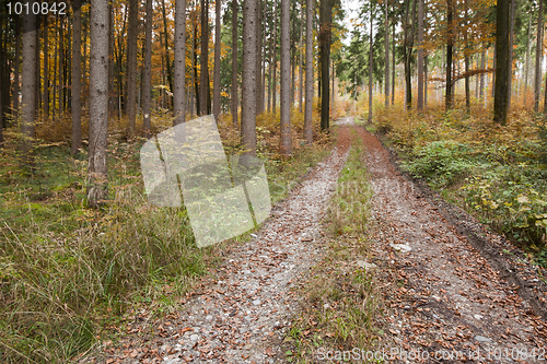 Image of autumn forest