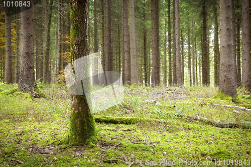 Image of autumn forest