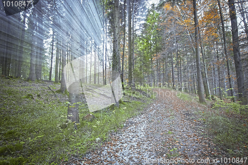 Image of autumn forest