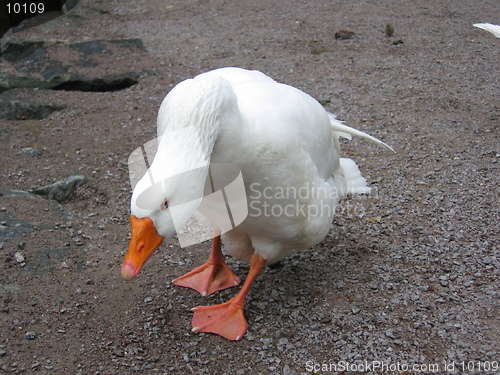 Image of A depressed goose