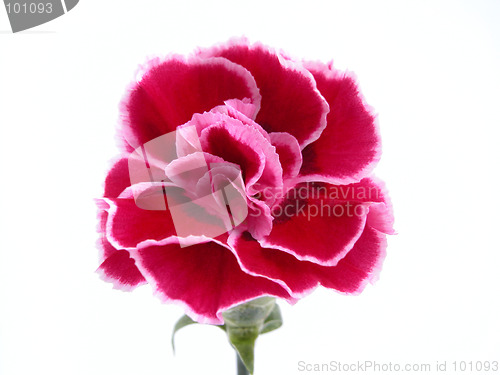 Image of carnation