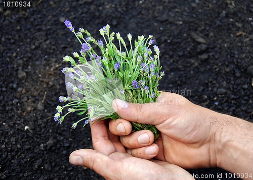 Image of Lavender bouquet