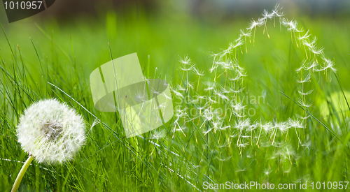 Image of Flying dandelions seed form house