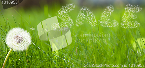 Image of Dandelion seed in form a sale sign