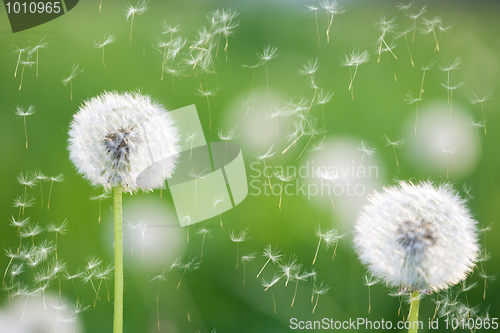 Image of dandelions