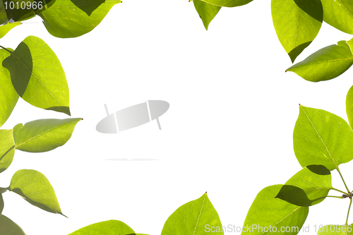 Image of Green leaves frame