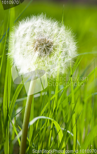 Image of Dandelion in spring green grass