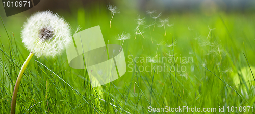 Image of Beautiful white dandelion on a lawn