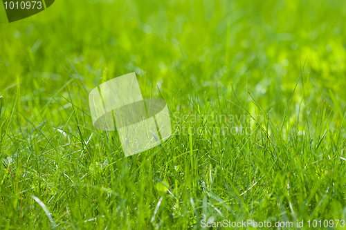 Image of light green spring grass