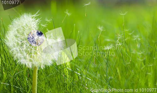 Image of Dandelion with an earth core