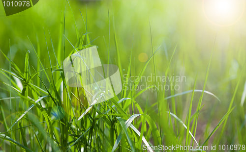 Image of Sunny spring light green grass