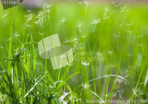 Image of grass with flying dandelion seeds