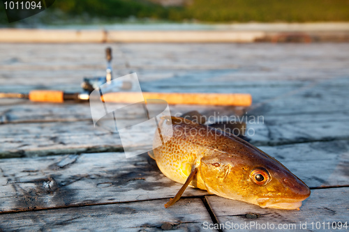 Image of Fresh Cod Fish