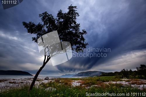 Image of Tree Silhouette