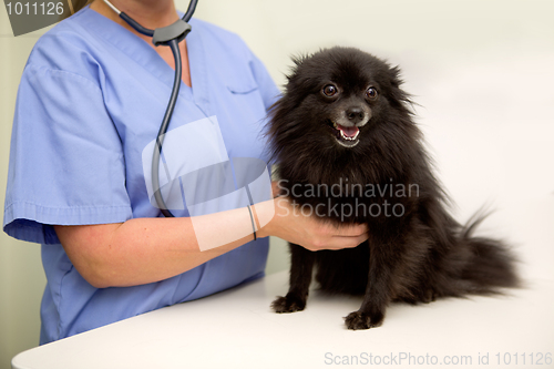 Image of Dog Check Up at Vet