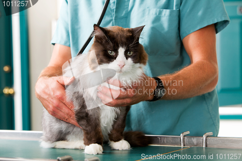 Image of Cat Check-Up