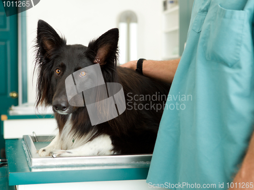 Image of Large Dog at Vet Clinic