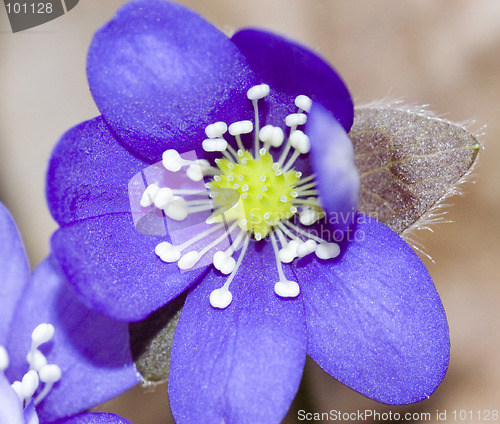 Image of Hepatica