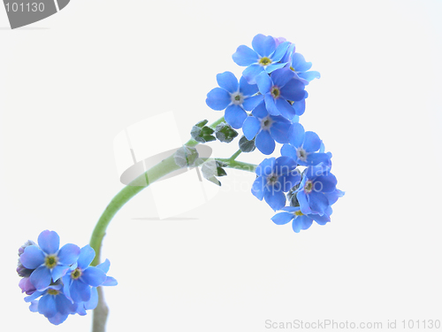 Image of forget-me-not