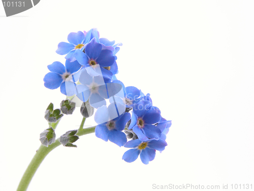 Image of forget-me-nots